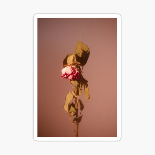 Artikel-Vorschau von still rose, designt und verkauft von Nicolettas Shop.