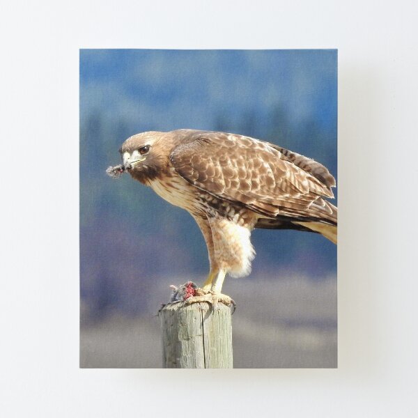Afternoon Snack Canvas Mounted Print