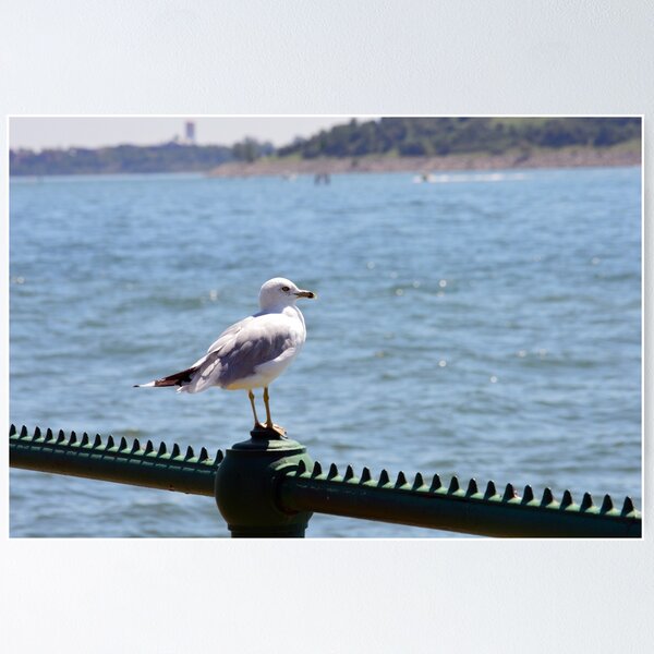 Item preview, Seagull designed and sold by bradleyduncan.