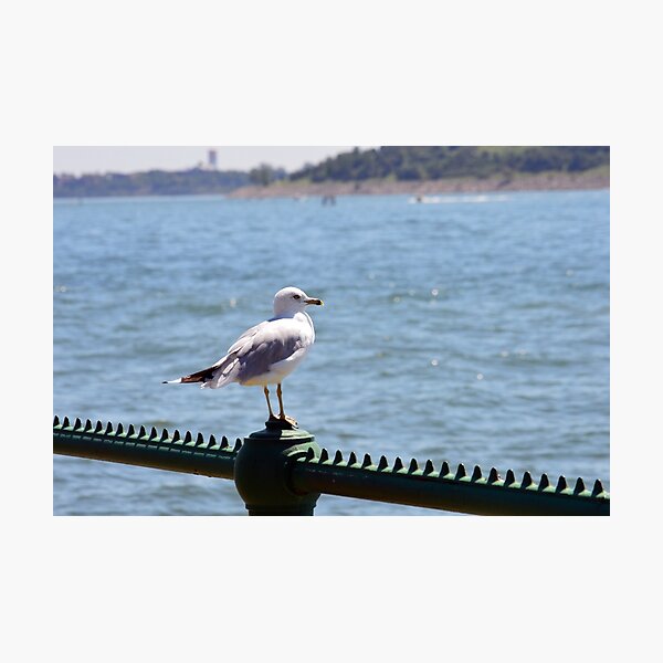 Item preview, Seagull designed and sold by bradleyduncan.