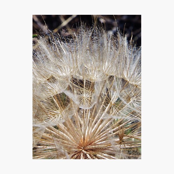 Gone to Seed Photographic Print