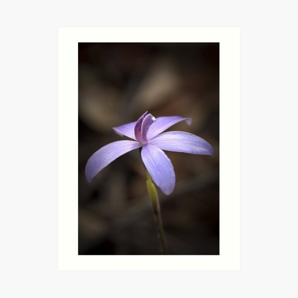 "Little Blue Native Orchid" Art Print