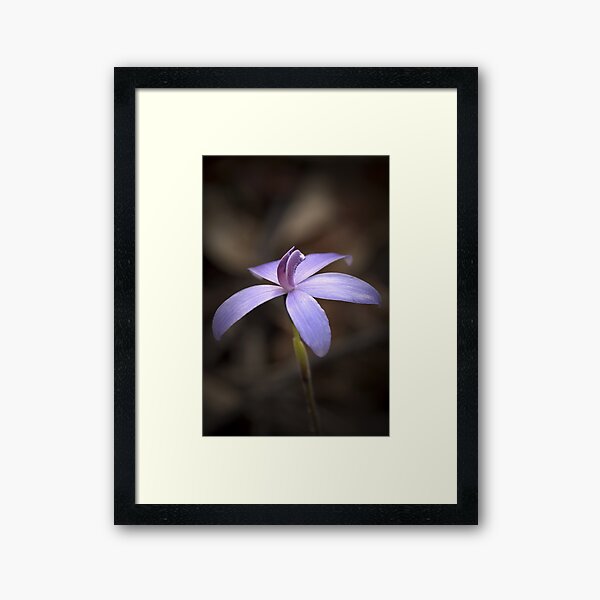 "Little Blue Native Orchid" Framed Art Print