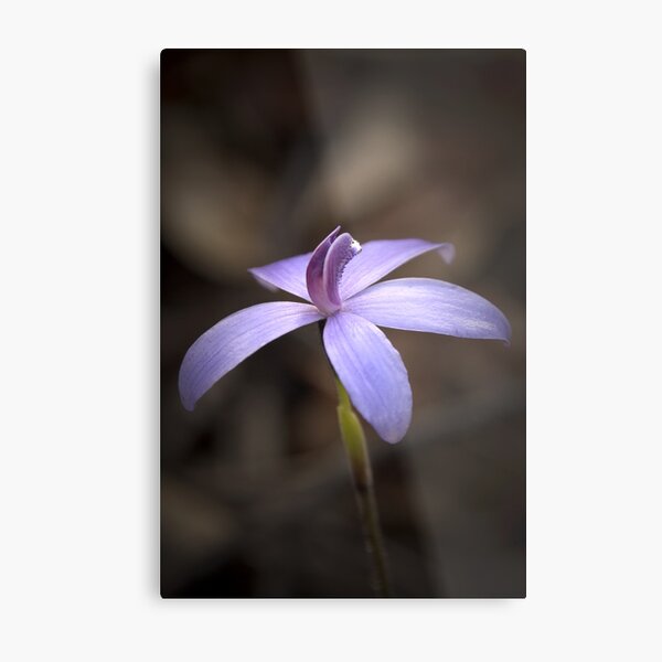 Item preview, "Little Blue Native Orchid" designed and sold by Heather Thorning.