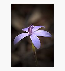 "Little Blue Native Orchid" Photographic Print