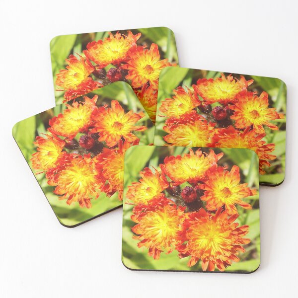 Hawkweed Coasters (Set of 4)