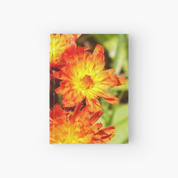 Hawkweed Hardcover Journal