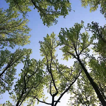 Vorschaubild zum Design Trees von CleanSlate