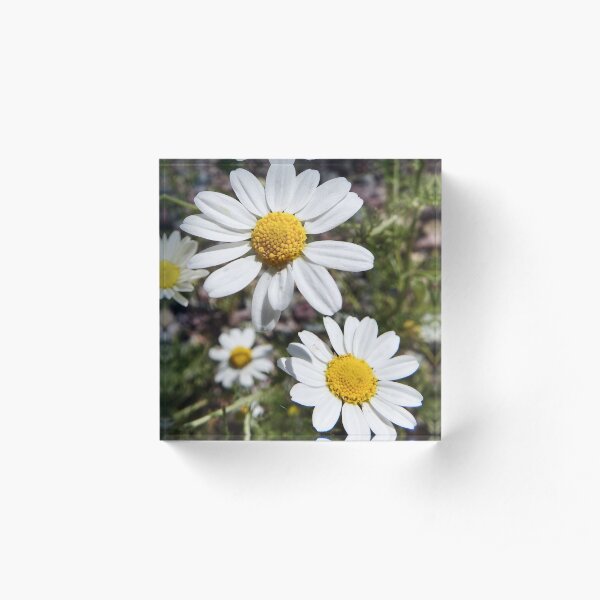 Mayweed wildflower Acrylic Block