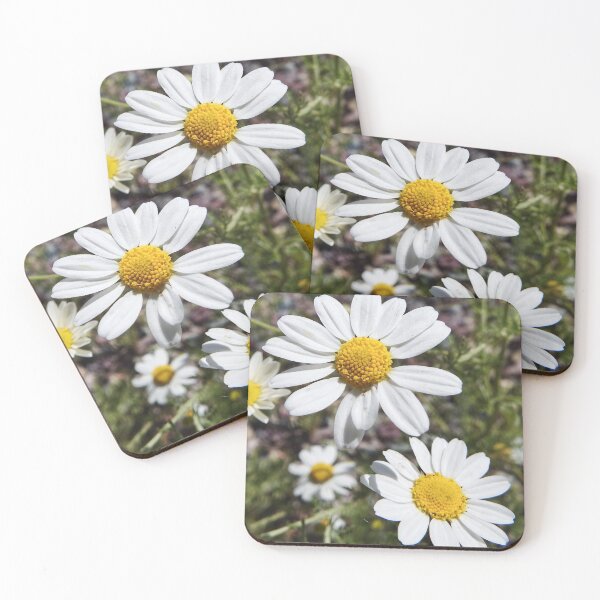 Mayweed wildflower Coasters (Set of 4)