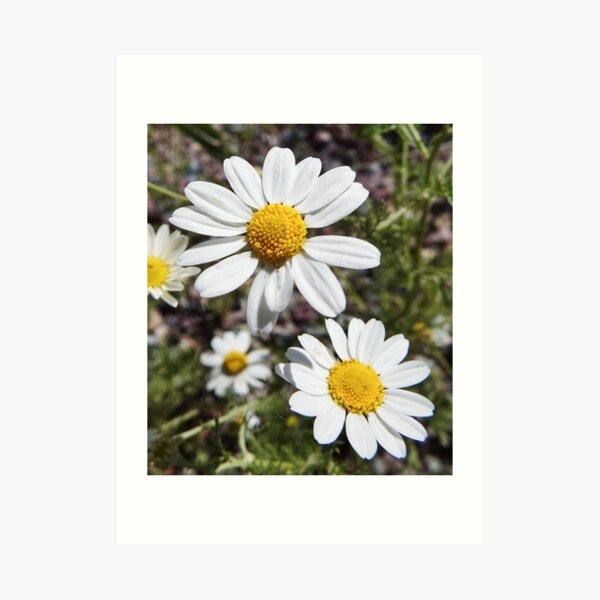 Mayweed wildflower Art Print