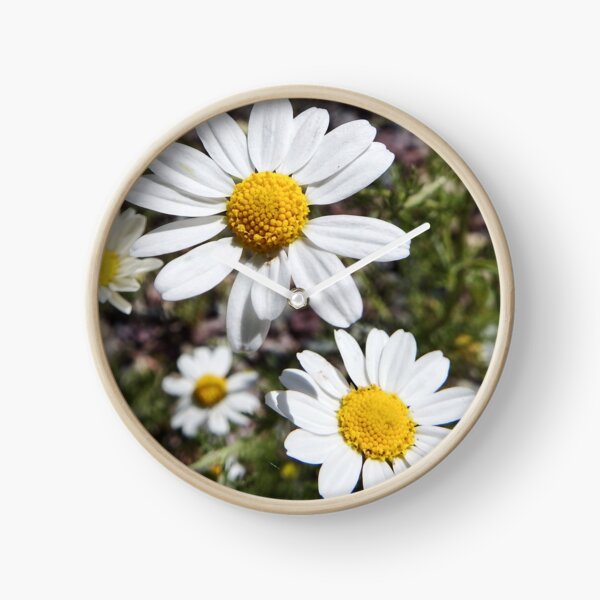 Mayweed wildflower Clock