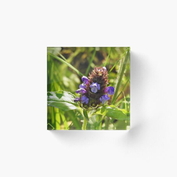 Self Heal Wildflower Acrylic Block