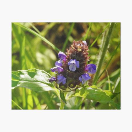 Self Heal Wildflower Art Board Print
