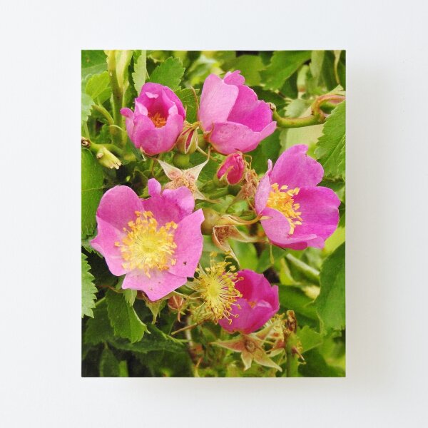 Wild Roses Canvas Mounted Print