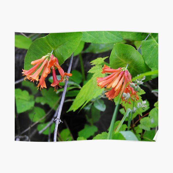 Orange Honeysuckle Wildflower Poster