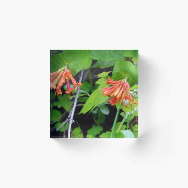 Orange Honeysuckle Wildflower Acrylic Block