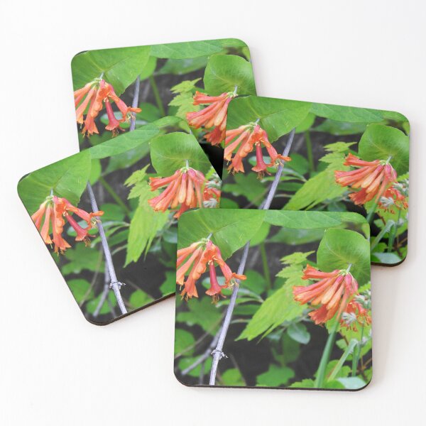 Orange Honeysuckle Wildflower Coasters (Set of 4)