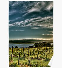 Rosevears Vineyard at Dawn - Tasmania, Australia Poster