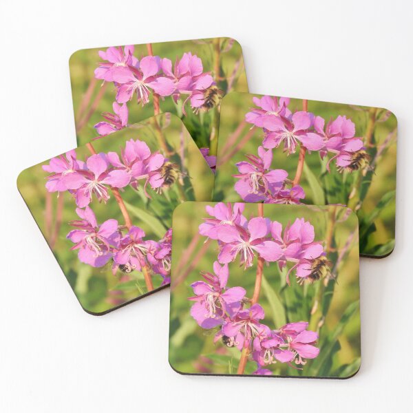 Fireweed Wildflower Coasters (Set of 4)