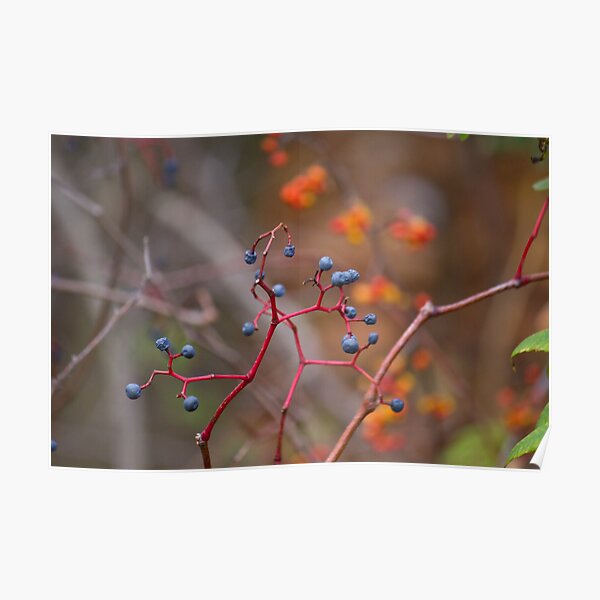 Red Stems Poster