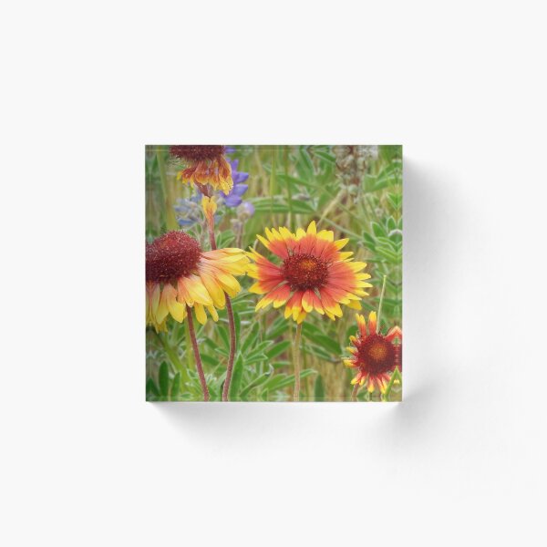 Blanket Flower Wildflowers Acrylic Block