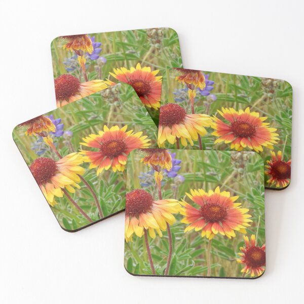 Blanket Flower Wildflowers Coasters (Set of 4)