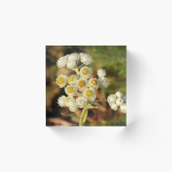 Pearly Everlasting Wildflowers Acrylic Block