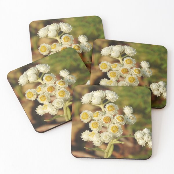 Pearly Everlasting Wildflowers Coasters (Set of 4)