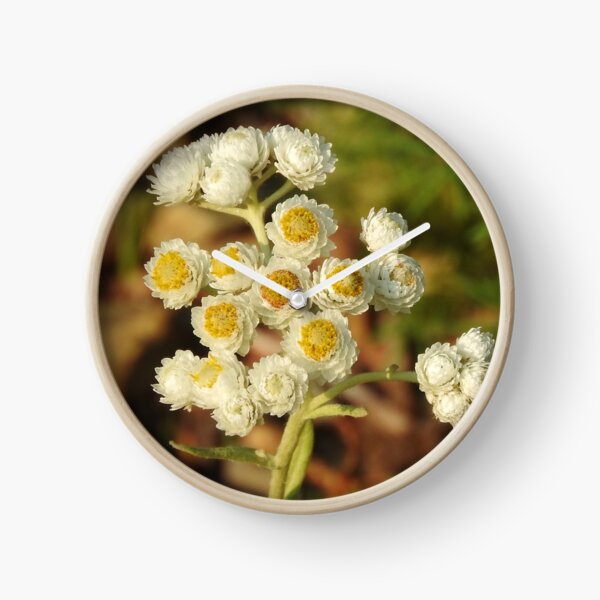 Pearly Everlasting Wildflowers Clock