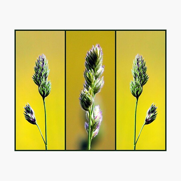 Three's Company Photographic Print