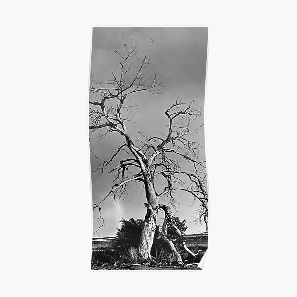 Spirit Tree Poster