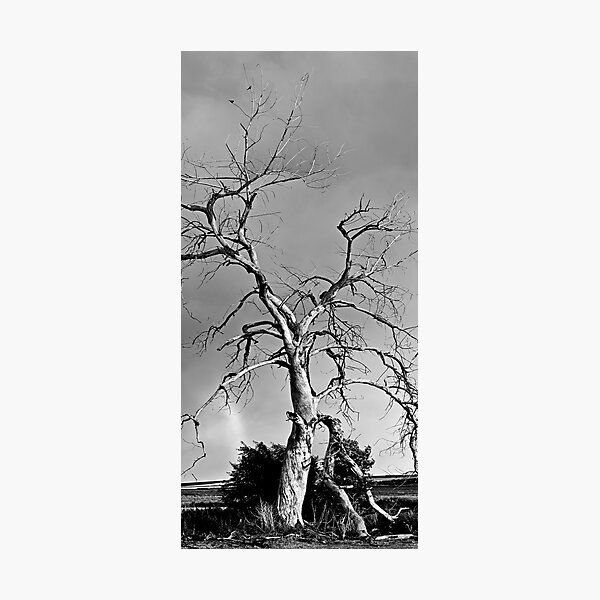 Spirit Tree Photographic Print