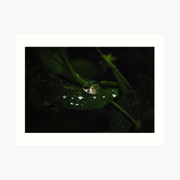 Water and Green Art Print