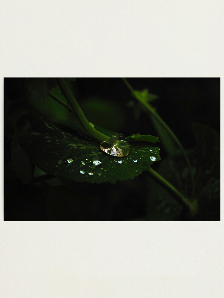 Alternate view of Water and Green Photographic Print
