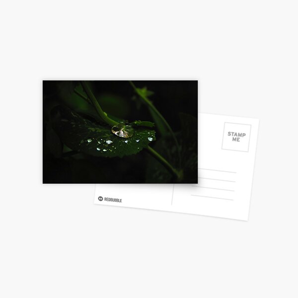 Water and Green Postcard