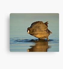 Coot with Attitude Canvas Print