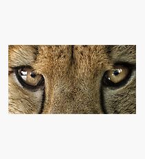 Cheetah Eyes Photographic Print