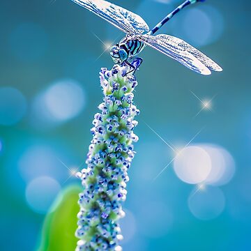 Artwork thumbnail, Dragonfly - Mystic Blue by Gail Bryant