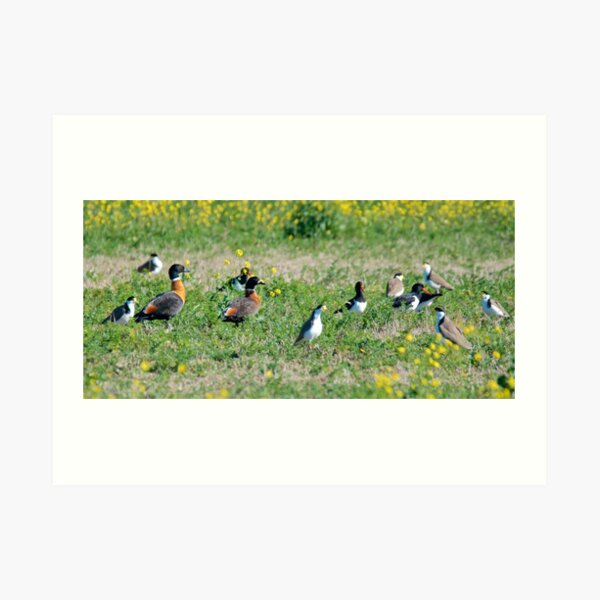 Shelduck, Pied Oystercatcher, Wattled Lapwing Art Print