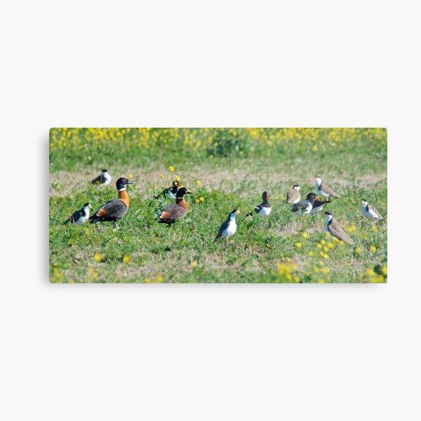 WATERFOWL ~ Australian Shelduck, Pied Oystercatcher, Masked Lapwing PGZCYJKV by David Irwin Metal Print