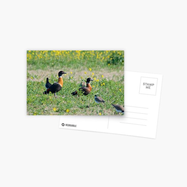 WATERFOWL ~ Australian Shelduck, Pied Oystercatcher, Masked Lapwing F88D4FQP by David Irwin Postcard