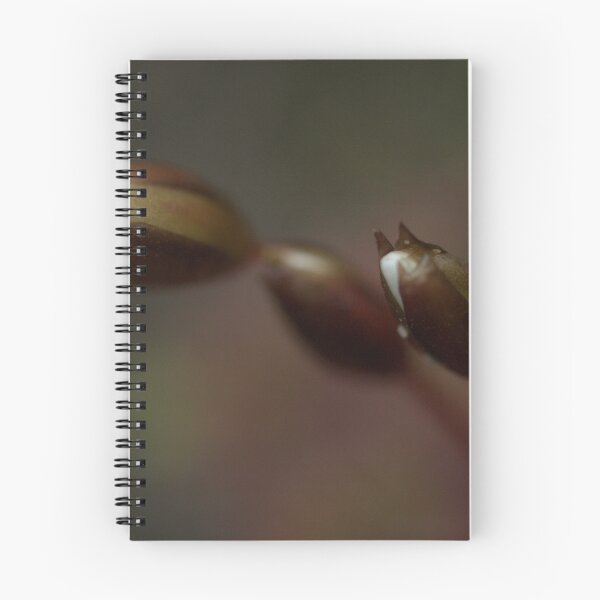 Item preview, Trio Of Drosera designed and sold by Ben Loveday.