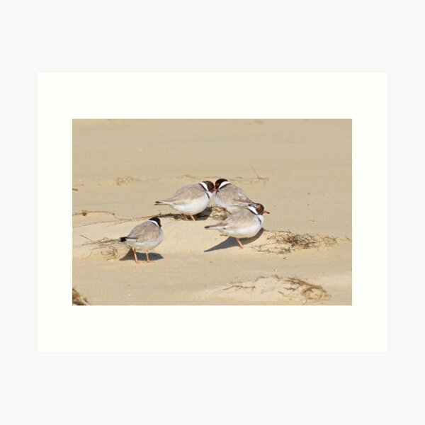 Item preview, SHOREBIRD ~ Hooded Plover 7DUtg7eB by David Irwin designed and sold by tasmanianartist.