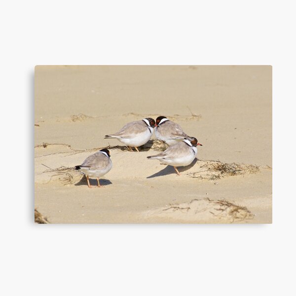 SHOREBIRD ~ Hooded Plover 7DUtg7eB by David Irwin Canvas Print