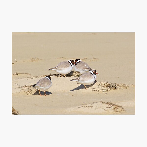 SHOREBIRD ~ Hooded Plover 7DUtg7eB by David Irwin Photographic Print