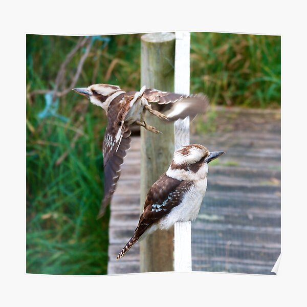 KINGFISHER ~ Kookaburra WL59XG4m by David Irwin Poster