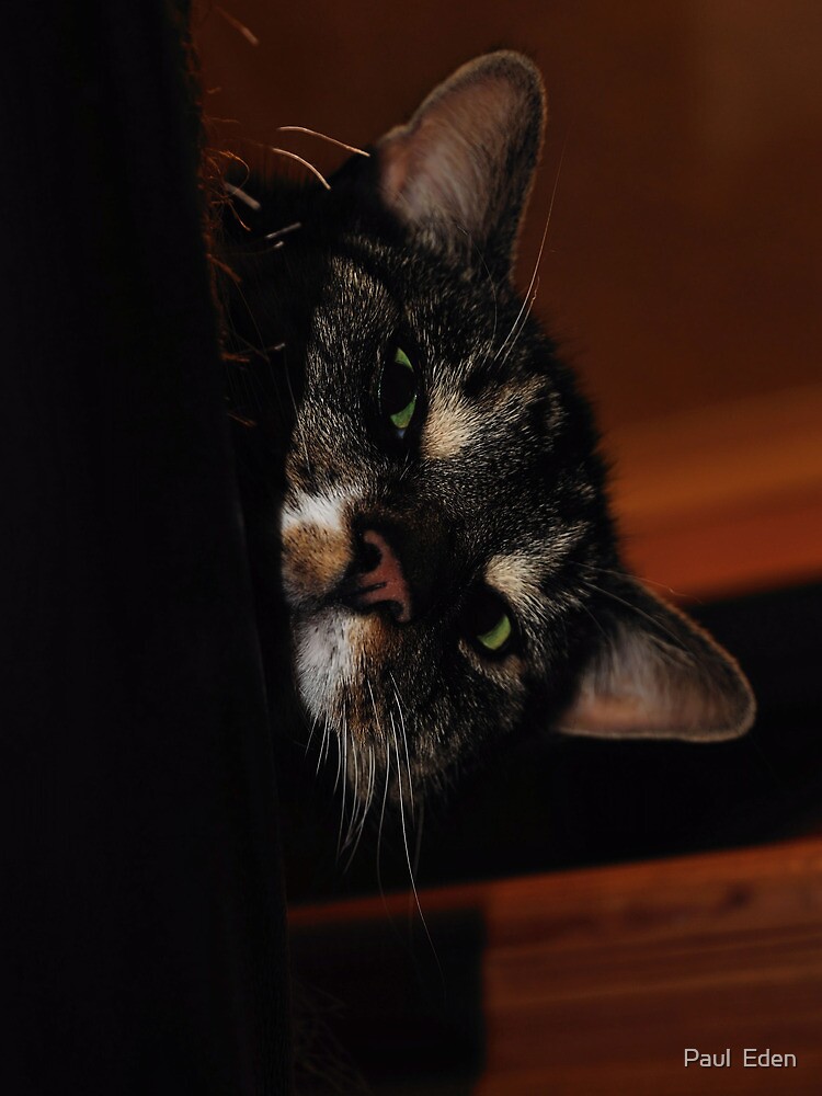 'Ello.. by pauleden