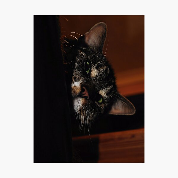 'Ello.. Photographic Print