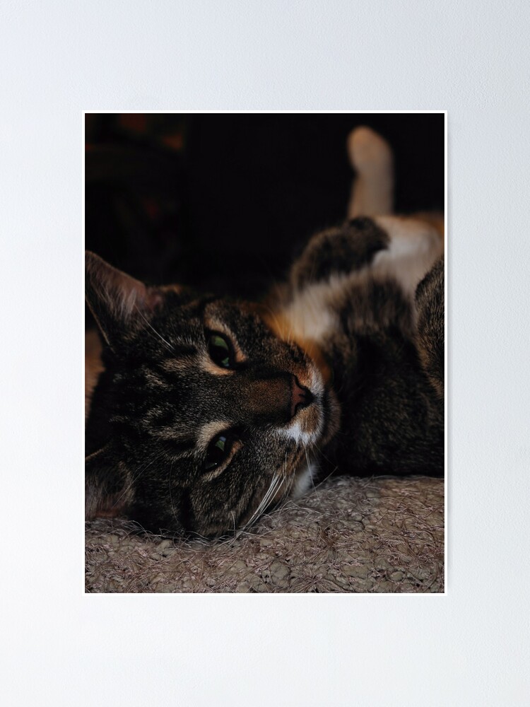 Alternate view of Mr Dribbles Plays Coy Poster
